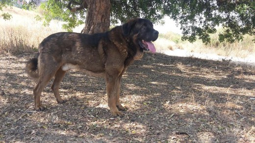 Omega es un ejemplar de Mastin con mucho caracter pero a la vez es un perro muy noble y muy equilibrado y si hay niños o animales de por medio es una gozada verlo como actua.Es un ejemplar que es AA en fibrilinas y es libre de displasia de cadera y muerde en perfecta tijera y tiene un movimiento excelente y muy buena estructura.Sus padres son Drago de Picuxiana y Lidda de Abelgas. Omega es un ejemplar de Mastin con mucho caracter pero a la vez es un perro muy noble y muy equilibrado y si hay niños o animales de por medio es una gozada verlo como actua.Es un ejemplar que es AA en fibrilinas y es libre de displasia de cadera y muerde en perfecta tijera y tiene un movimiento excelente y muy buena estructura.Sus padres son Drago de Picuxiana y Lidda de Abelgas.